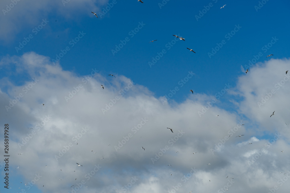 blue sky with clouds