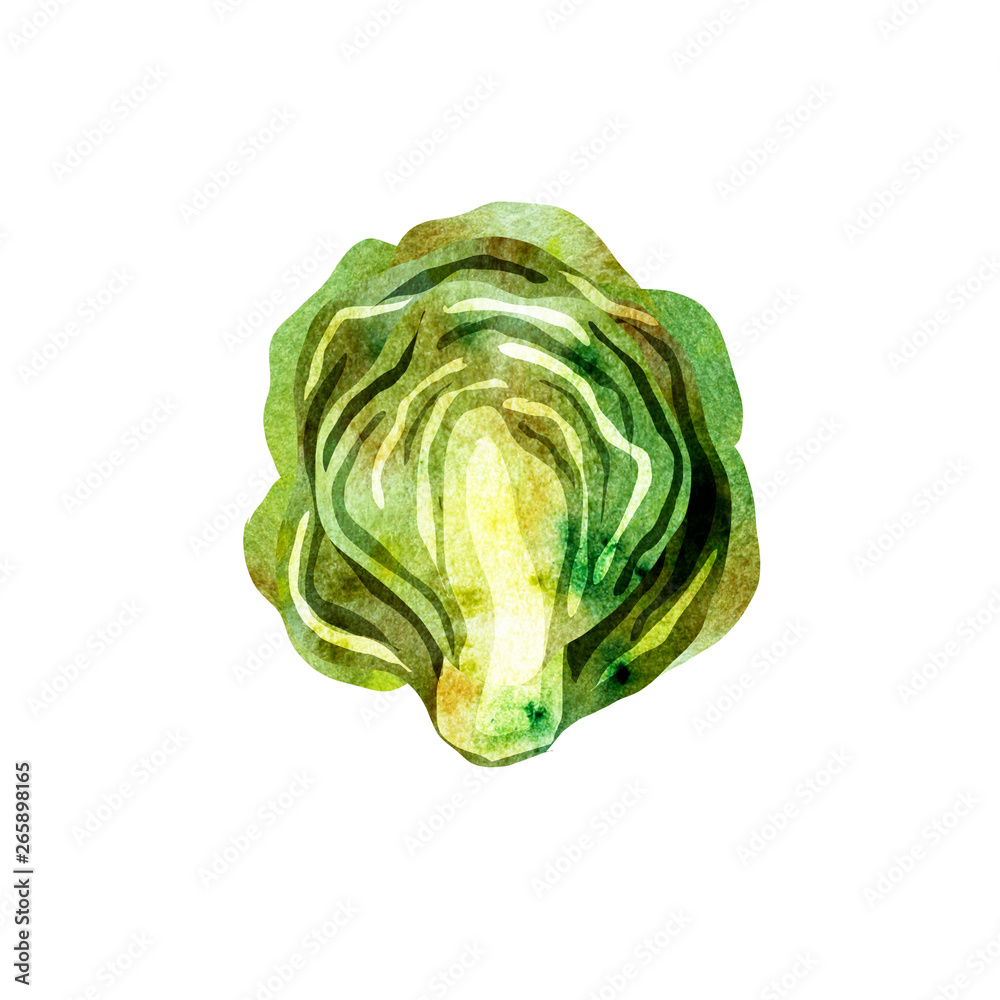 Obraz premium illustration with iceberg cabbage