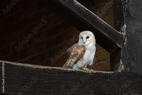 A barn owl perched on an old oak beam looking alert to the left into copy space photo
