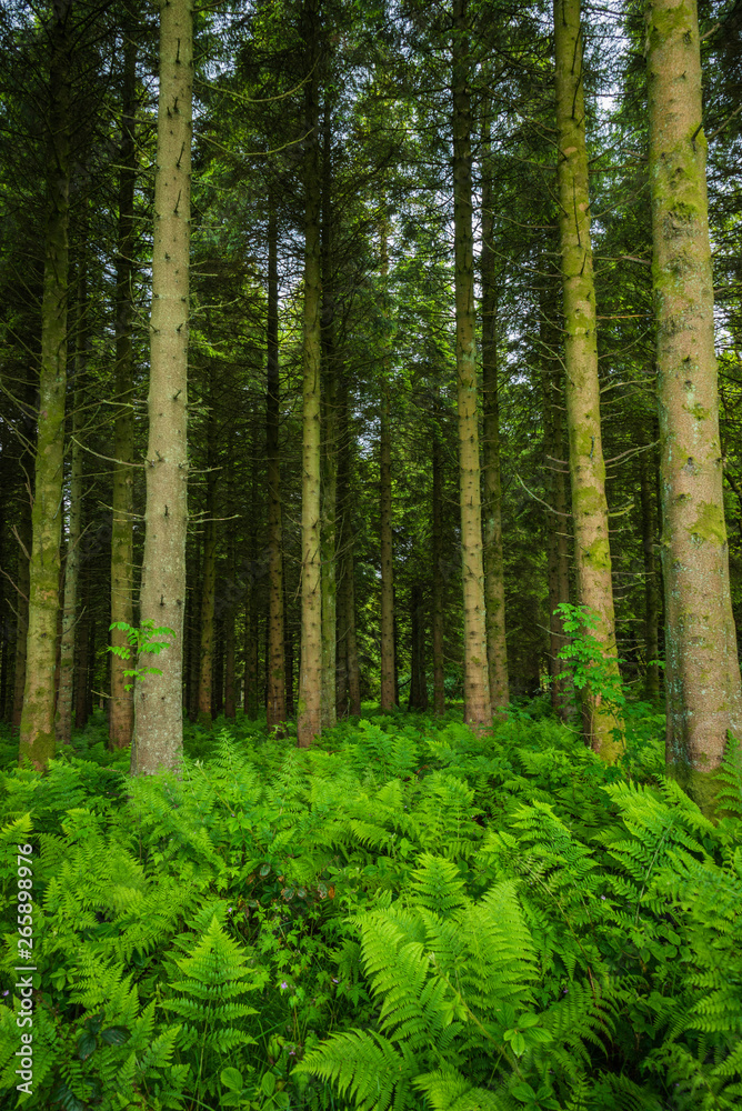 Hard Ferns (Blechnum spicant) cover the forest floor of Woodburn Forest, Carrickfergus: a mixed conifer and broad leafed woodland with public walkways and reservoirs owned by Northern Ireland Water. Hard Ferns (Blechnum spicant) cover the forest floor of Woodburn Forest, Carrickfergus: a mixed conifer and broad leafed woodland with public walkways and reservoirs owned by Northern Ireland Water.