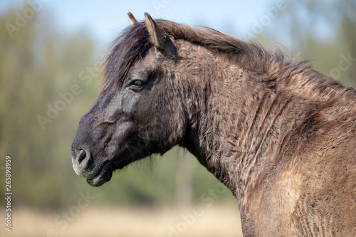 Close up portrait of konik horse