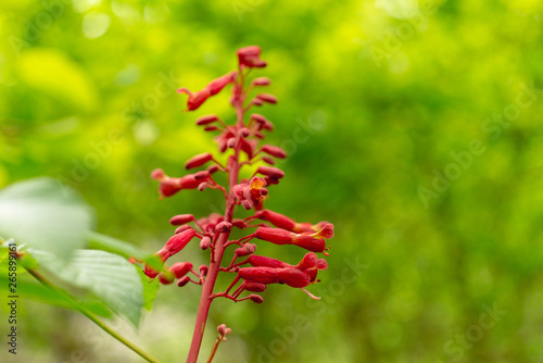 Red buckeye flowers, Aesculus pavia, in the spring. Hummingbird attractor.
