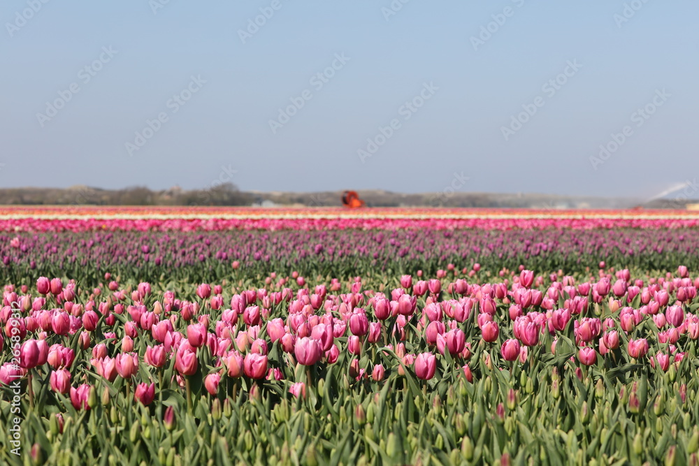 Scenic view of tulip field in North Holland, Netherlands