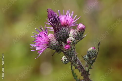 Close up of blooming spear thistle
