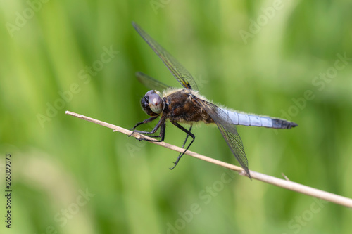 Close up of dragonfly sitting on stem © Edwin Butter