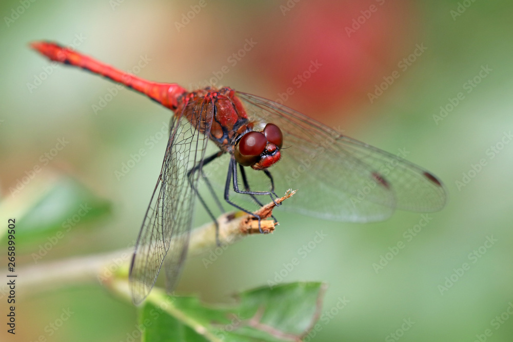 Close up of red dragonfly sitting on branch Close up of red dragonfly sitting on branch