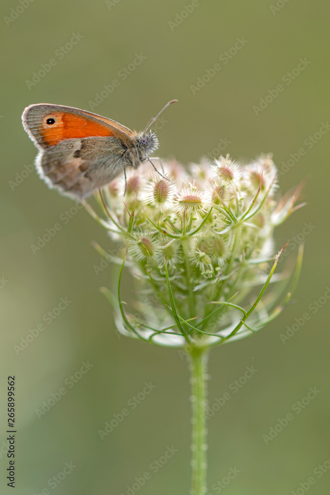 Close up of butterfly sitting on flower
