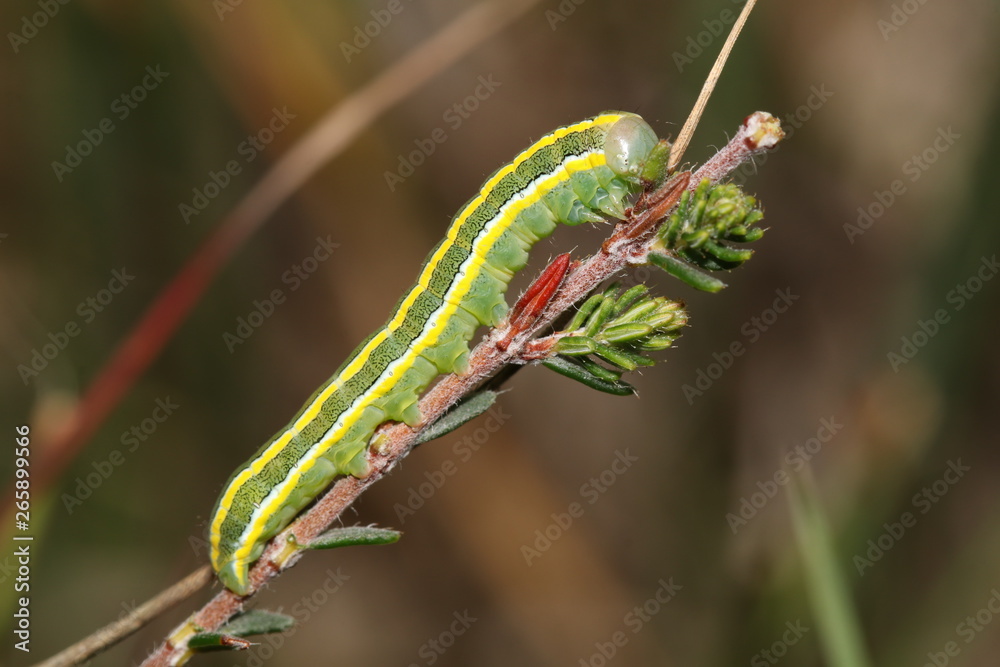 Close up of green caterpillar on tree branch