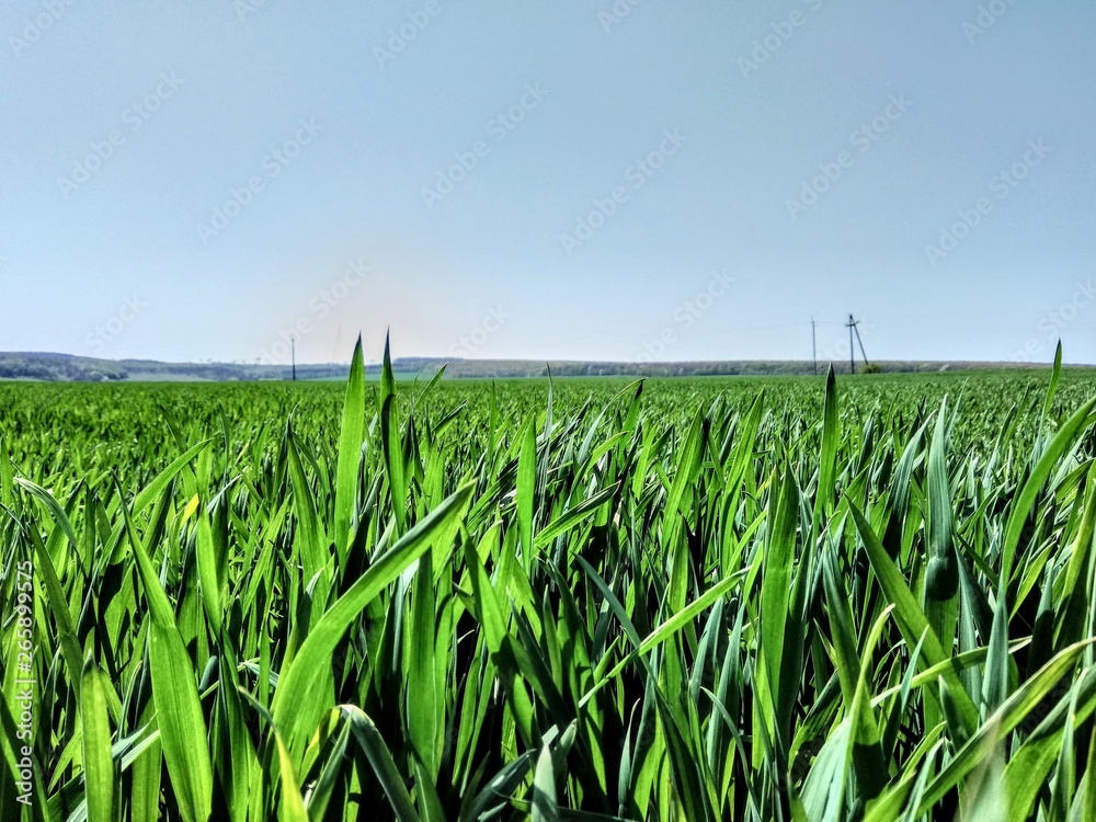 Field Field