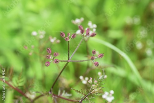 Torilis scabra / Rough hedge parsley photo