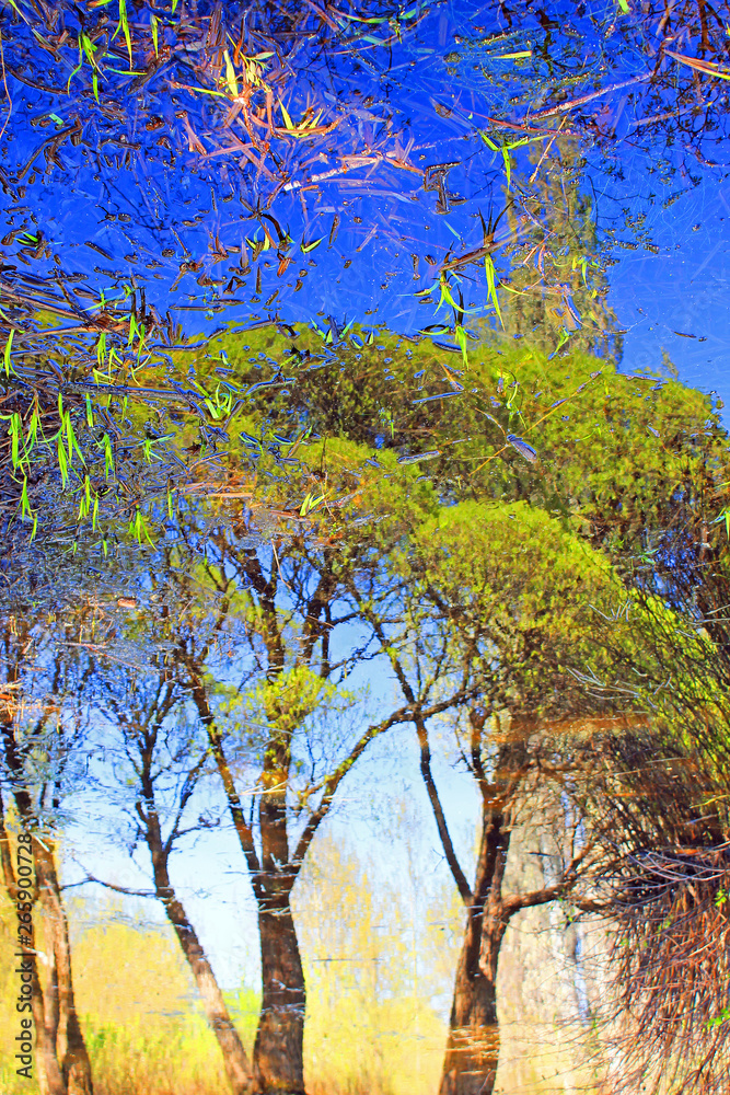 Fototapeta premium Park on a clear spring day and trees with tender young green foliage