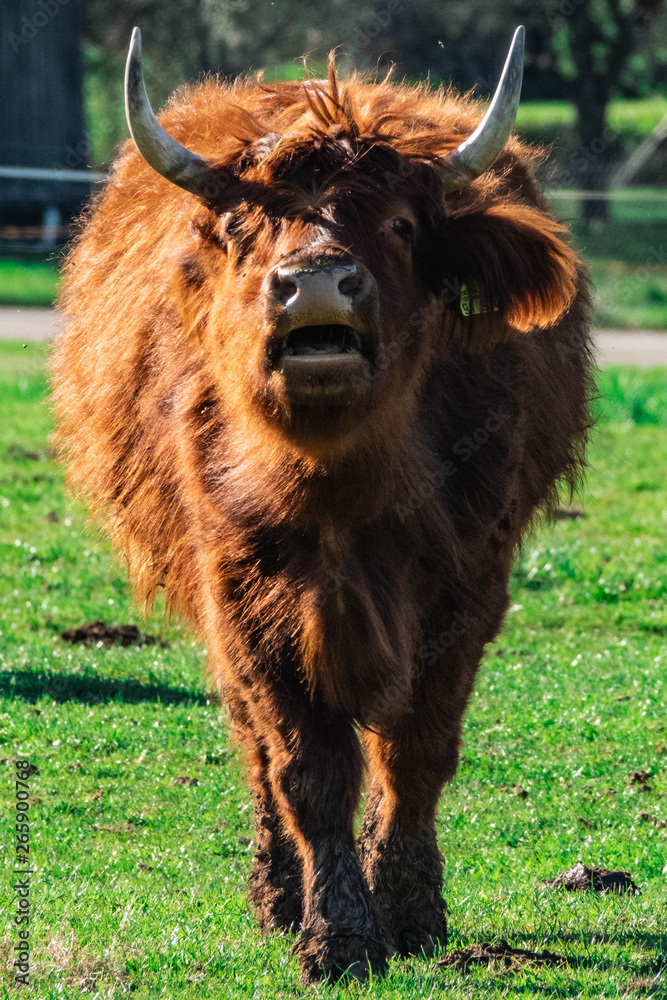 Fototapeta premium Zottelkuh