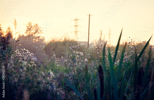 In the field in the evening in the summer at sunset. Russian open spaces. Warm evening. © alenka2194