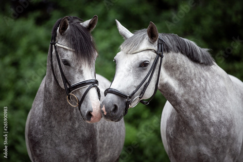 Reitponygeschwister schnuppern