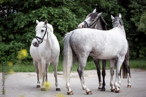 Pferde drei Reitponys wei   und grau wundersch  ne Sportponys