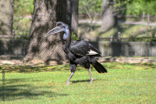 Abyssinian ground hornbill walk on the ground photo