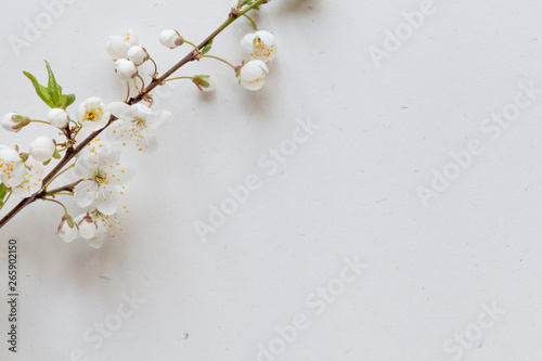 Cherry branch with white blossoming flowers on a white background