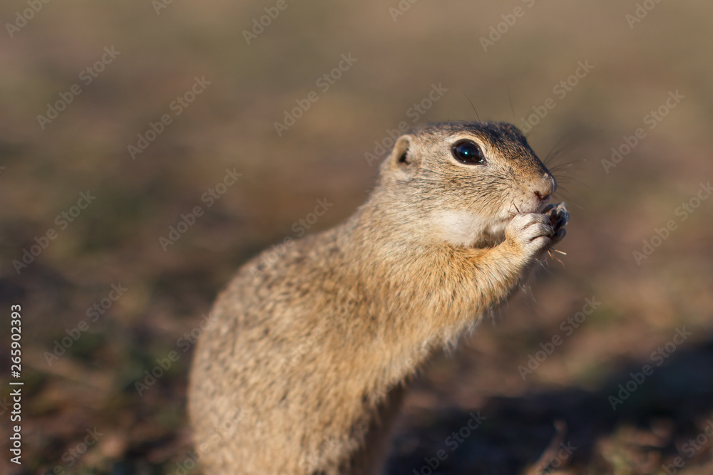 European ground squirrel standing in the field. Spermophilus citellus wildlife scene from nature. European souslik eating on meadow European ground squirrel standing in the field. Spermophilus citellus wildlife scene from nature. European souslik eating on meadow