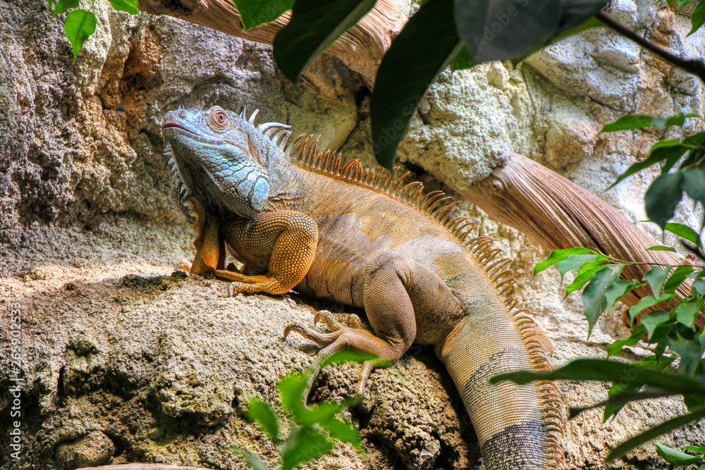 Portrait of an green iguana on rock Portrait of an green iguana on rock