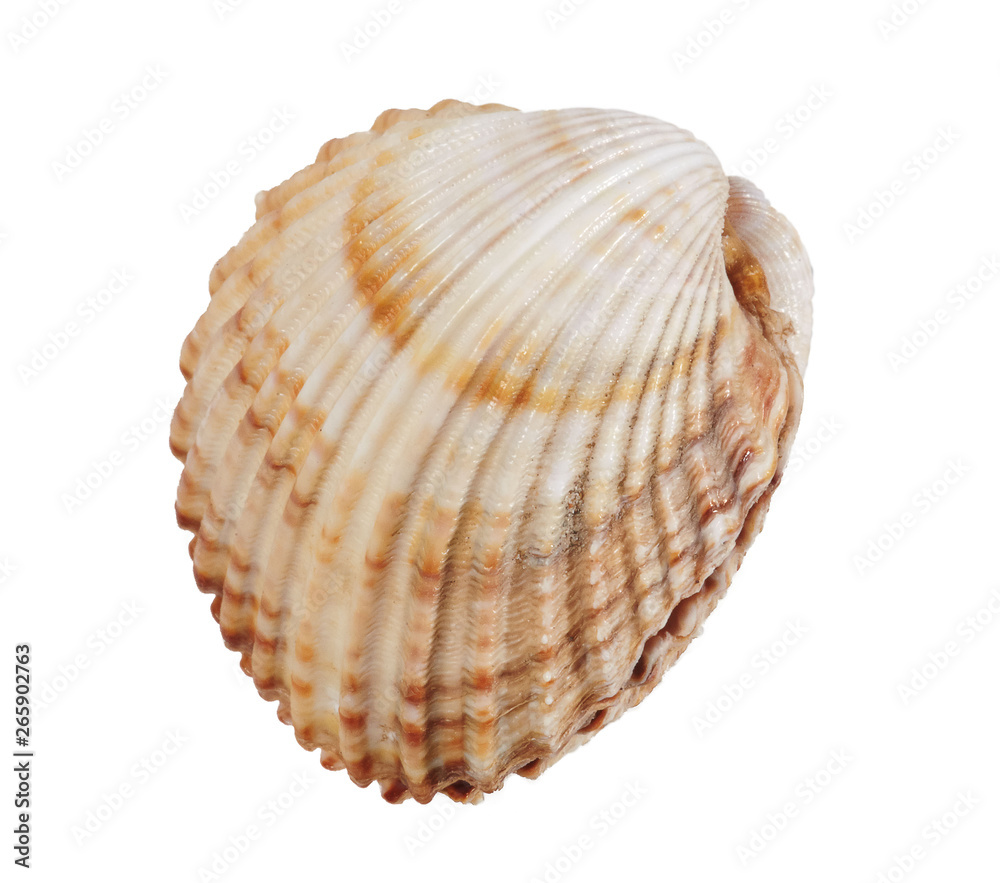 Shell on white background, isolated, closeup