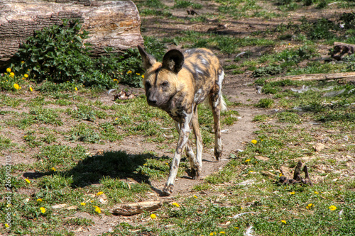 African Wild Dog walking in a park © Massimo Todaro
