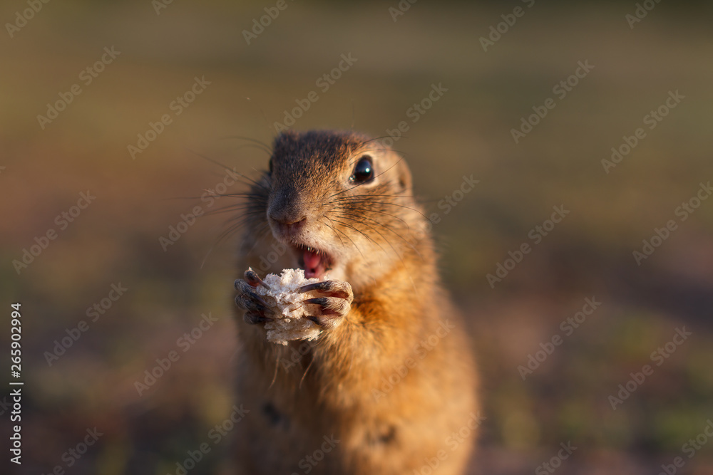 European ground squirrel standing in the field. Spermophilus citellus wildlife scene from nature. European souslik eating bread on meadow European ground squirrel standing in the field. Spermophilus citellus wildlife scene from nature. European souslik eating bread on meadow