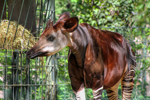 Portrait of an Okapi  zebra giraffe 