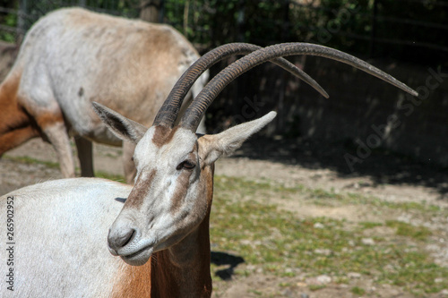 Portrait of a Scimitar oryx