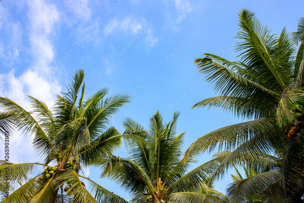 Coco palm tree leaf on blue sky. Fluffy palm leaf frame on skyscape. Tropical island banner template with text place.