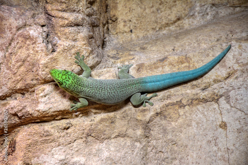 Portrait of a Standing s day gecko