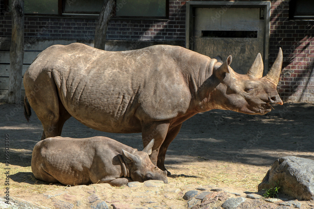 Fototapeta premium Portrait of an Black rhinoceros