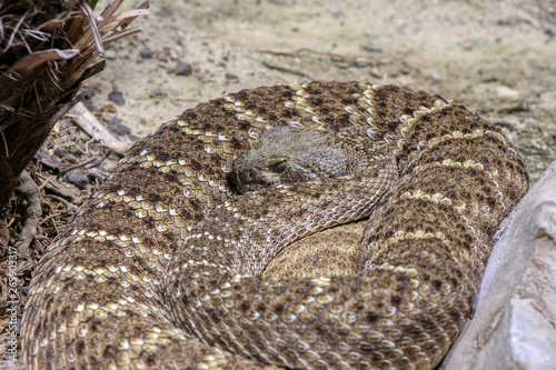 Western diamondback rattlesnake on the rock