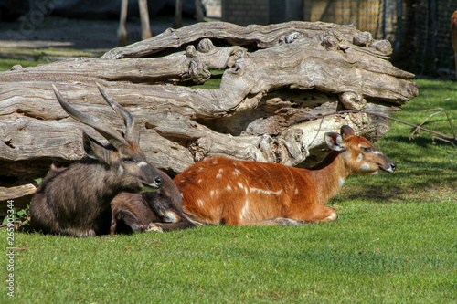 Tableau sur toile West African Sitatunga resting on the ground