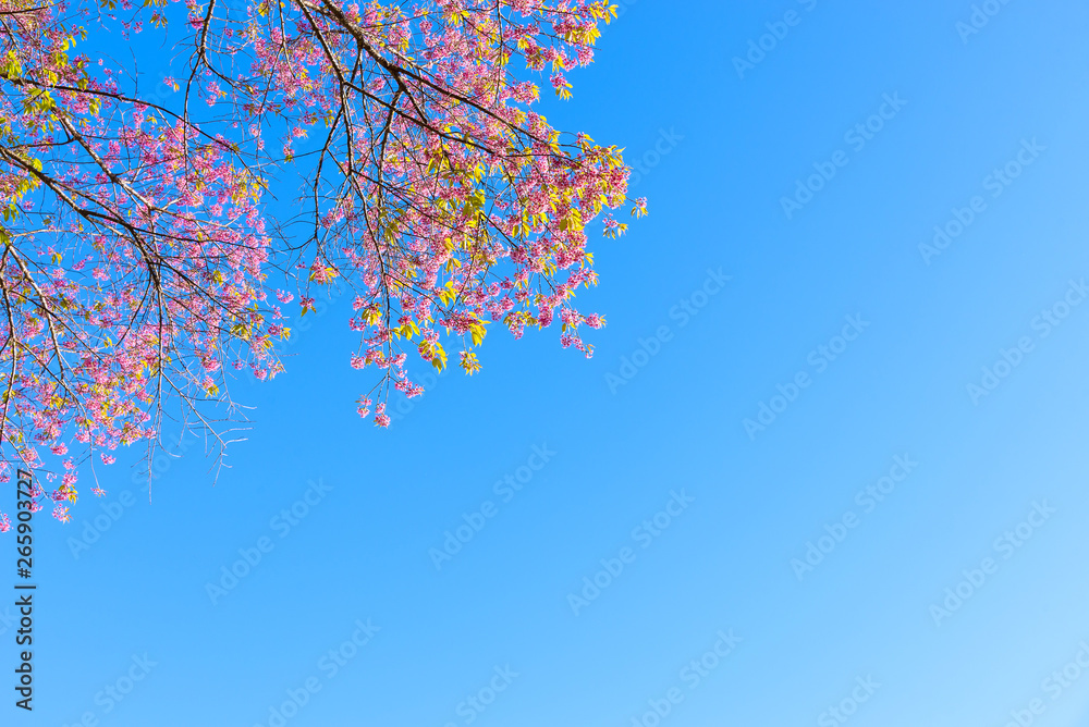 Wild Himalayan Cherry flower blooming on blue sky.