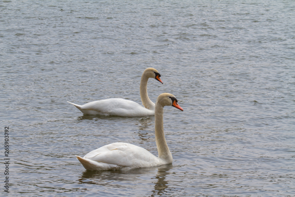 two swans swimming side by side on a lake
