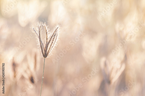 Soft focus of grass flower in the vintage style for background.