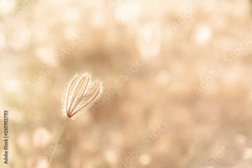 Fototapeta Naklejka Na Ścianę i Meble -  Soft focus of grass flower in the vintage style for background.