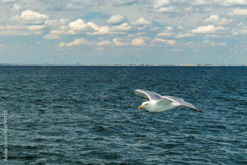 White gull flying Lower New York Bay