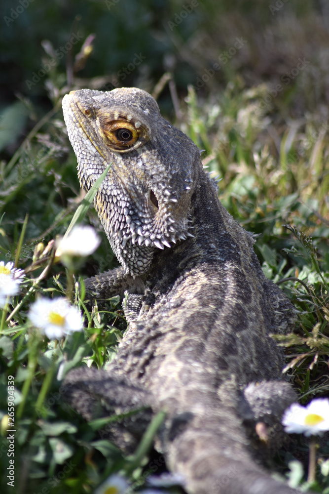 Obraz premium Bartagame auf Wiese