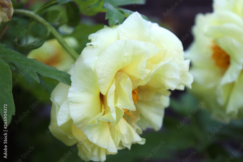 Soft White Rose Closeup Soft White Rose Closeup
