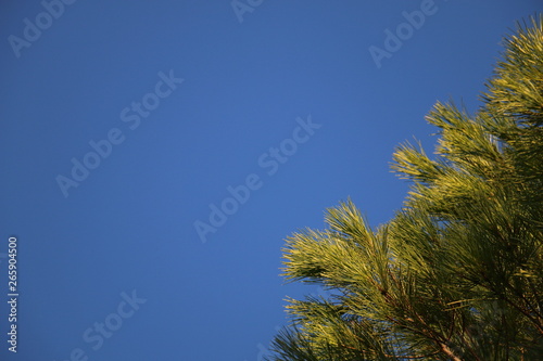 South of France  Occitania - Pine tree leaves on a blue sky