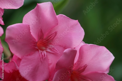 South of France  Occitania - Closeup of pink flowers of nerium oleander