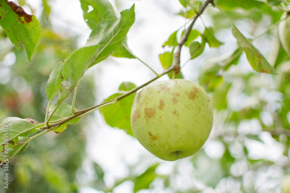 Green apples on a branch ready to be harvested, outdoors