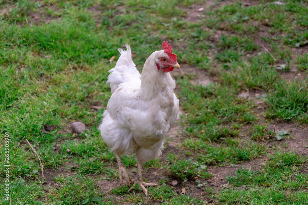 Bright Horizontal close–up portrait image in warm colors with selective focus of a Dunghill cock (rooster, Gallus, common cock, barnyard cock) Bright Horizontal close–up portrait image in warm colors with selective focus of a Dunghill cock (rooster, Gallus, common cock, barnyard cock)