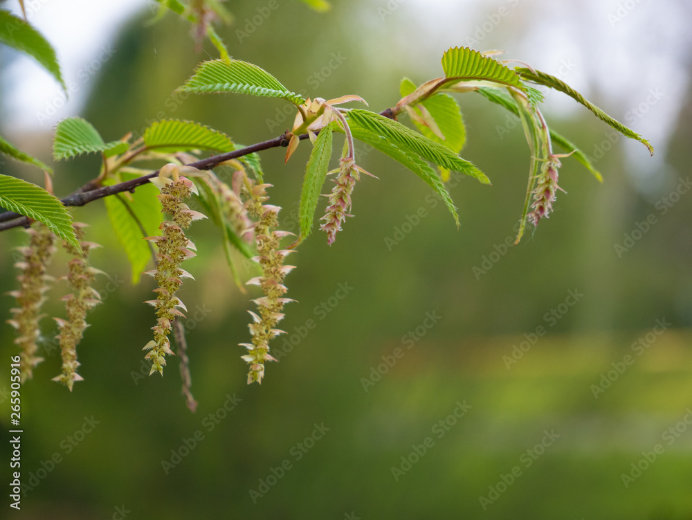 Blühender Zweig einer Buche im Frühling Blühender Zweig einer Buche im Frühling