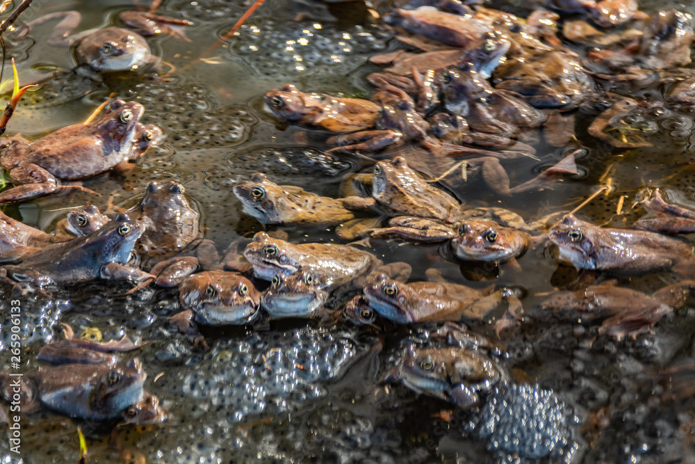 Fototapeta premium Common brown frogs gathered for mating season