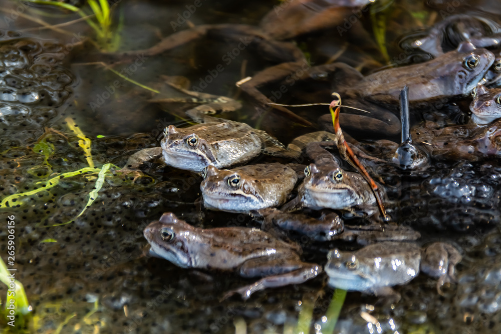 Common brown frogs gathered for mating season Common brown frogs gathered for mating season