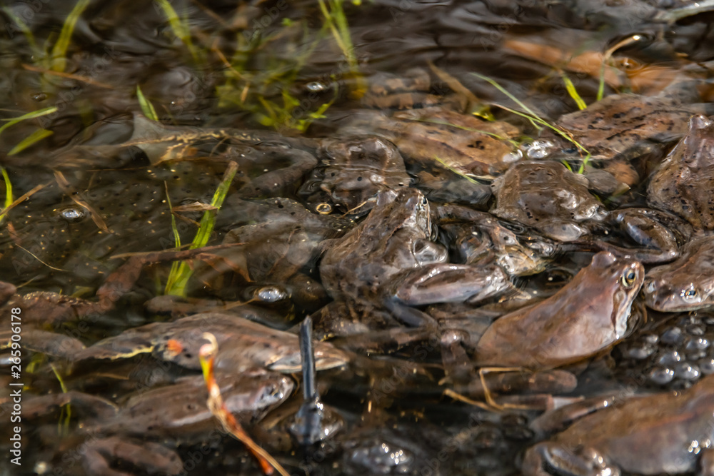 Fototapeta premium Common brown frogs gathered for mating season