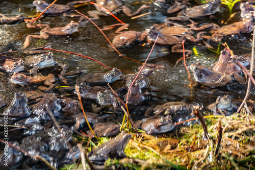 Common brown frogs gathered for mating season