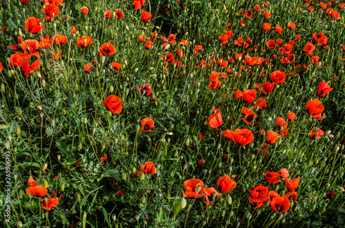 Spring wild small red poppies in the meadows in the Ararat valley in Armenia.
